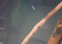 Trigonostigma heteromorpha