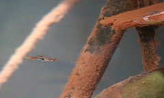 Trigonostigma heteromorpha