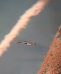 Trigonostigma heteromorpha