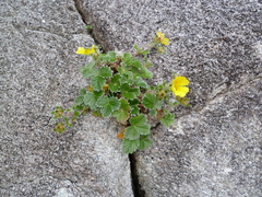 Potentilla × villosula