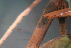 Trigonostigma heteromorpha