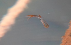 Trigonostigma heteromorpha