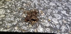 Bidentolophus bidens
