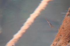 Trigonostigma heteromorpha