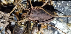Bidentolophus bidens