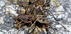 Bidentolophus bidens