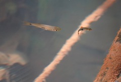 Trigonostigma heteromorpha