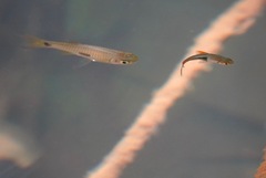 Trigonostigma heteromorpha