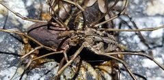 Bidentolophus bidens