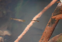 Trigonostigma heteromorpha