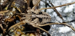 Bidentolophus bidens