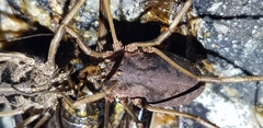 Bidentolophus bidens