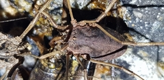 Bidentolophus bidens