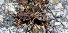 Bidentolophus bidens