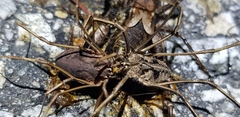 Bidentolophus bidens