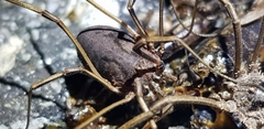 Bidentolophus bidens
