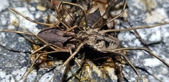 Bidentolophus bidens