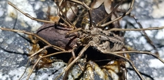Bidentolophus bidens
