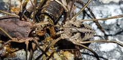 Bidentolophus bidens