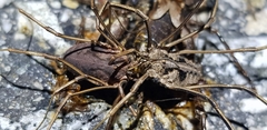 Bidentolophus bidens