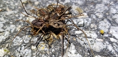 Bidentolophus bidens