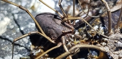 Bidentolophus bidens