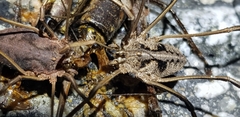 Bidentolophus bidens