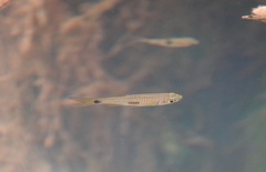 Rasbora elegans