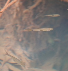 Rasbora elegans