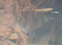Rasbora elegans