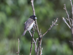 Sporophila nigricollis