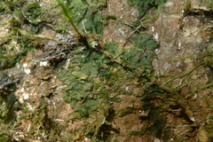 Trichomanes tahitense