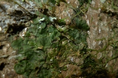 Trichomanes tahitense