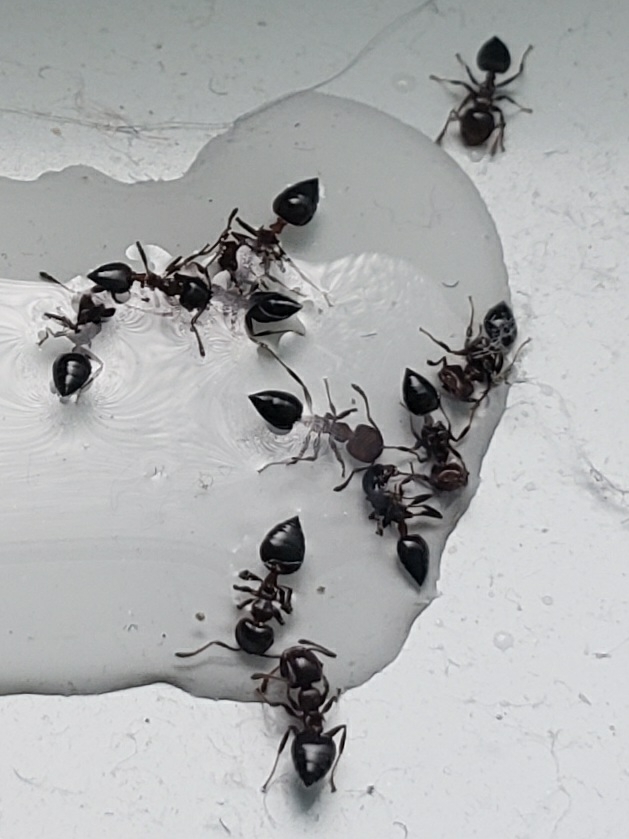 Crematogaster ashmeadi