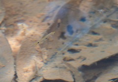 Rasbora elegans
