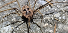 Bidentolophus bidens