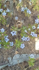 Microcodon glomeratus