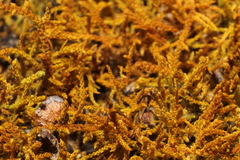 Thuidiopsis sparsa
