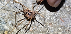 Bidentolophus bidens