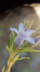 Microcodon glomeratus