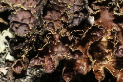 Pseudocyphellaria neglecta