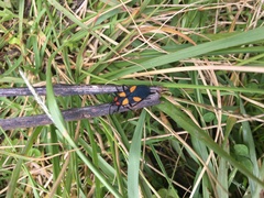 Oncopeltus orourkeae