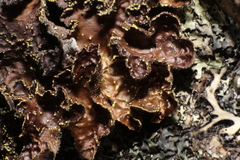 Pseudocyphellaria neglecta