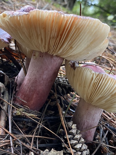 Russula sardonia — no rights reserved