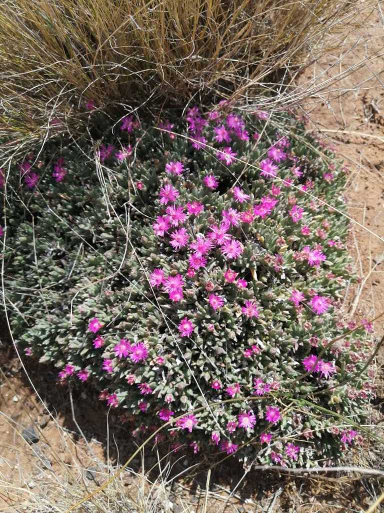 Ruschia pulvinaris