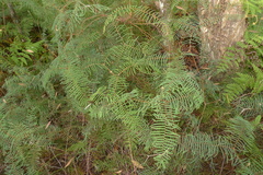 Gleichenia dicarpa