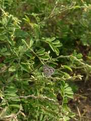Leptotes plinius plinius