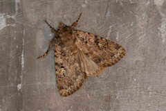 Amphipyra effusa