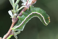 Amphipyra effusa