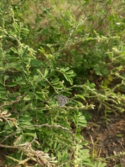 Leptotes plinius plinius